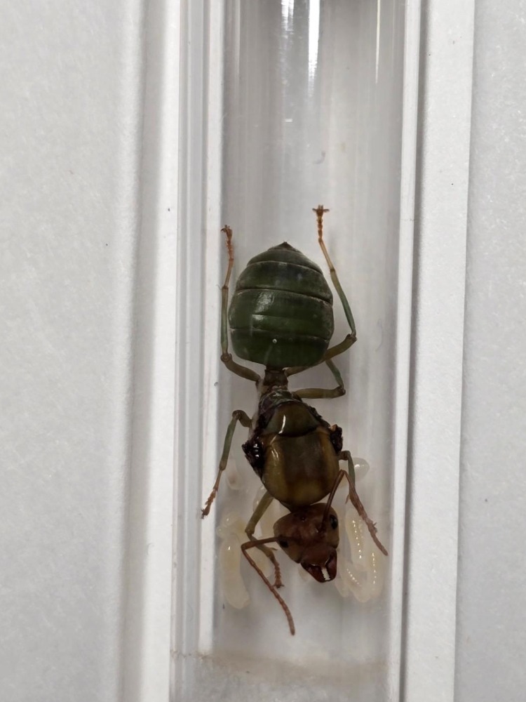Oecophylla smaragdina